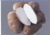 供应布尔班克—马铃薯种子
