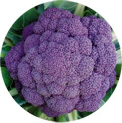 供应紫菜花种子