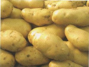供应费乌瑞它（荷兰十五一级原种）—马铃薯种子