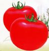 供应嘉美--番茄种子
