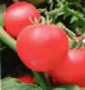 供应美国粉之星--番茄种子
