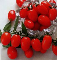 供应柿都情人果--小番茄种子