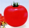 供应柿都粉王--番茄种子