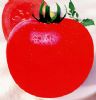 供应柿王二号--番茄种子