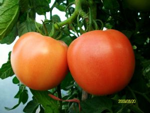 供应博瑞F1—番茄种子