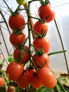 供应莎萝20—6—番茄种子
