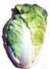 供应春华—白菜种子
