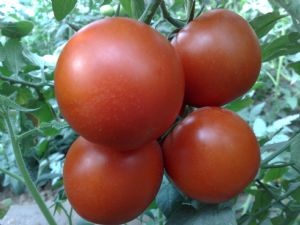 供应番茄—优质番茄