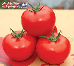 供应金粒粒—番茄种子