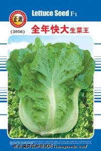 供应全年快大生菜王（2056）—生菜种子