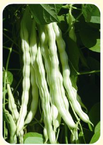 供应白棒豆—芸豆种子