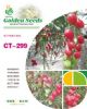 供应抗TY粉色小番茄CT-299—番茄种子
