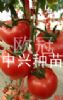 供应中兴欧冠—番茄种子、种苗
