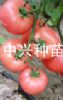 供应中兴艾丽—番茄种子