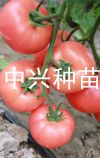 供应中兴艾丽—番茄种子