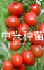供应中兴千禧—番茄种子、种苗