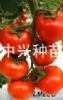 供应中兴欧盾—番茄种子、种苗
