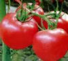 供应罗普莱斯(高档粉果番茄)-番茄种子