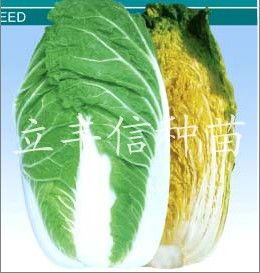 供应盛黄75—白菜种子