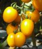 供应金凤—番茄种子
