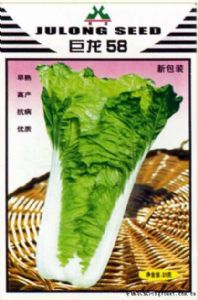 供应巨龙58—白菜种子