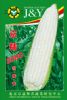 供应京糯2000—菜用玉米种子