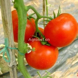 供应柯里特（FA-832）—番茄种子