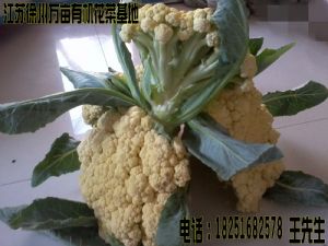 供应台湾有机花菜