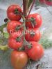 供应红特娇（抗TY病毒）——大番茄种子