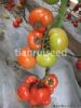 供应德瑞尔（抗TY病毒）——大番茄种子