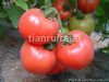供应艾迪特（抗TY病毒）—大番茄种子