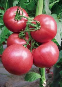 供应金粉—番茄种子
