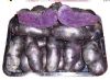 马铃薯种子——黑美人土豆