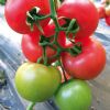 供应瑞星五号种子—番茄种子
