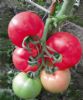 供应瑞星华美—番茄种子