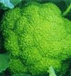 供应绿野—青花菜种子