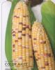 供应普朗彩糯—玉米种子