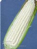 供应普朗珍珠—玉米种子