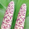 供应紫糯3号—玉米种子