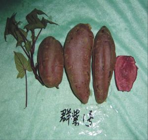 供应群紫一号—红薯种子