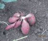 供应龙薯9号—红薯种子