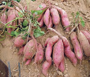 供应徐薯27—红薯种子