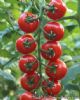 供应红串216—番茄种苗