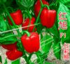 供应红旭F1—红彩椒种子