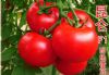 供应昆仑—番茄种子