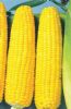 供应金糯—鲜食玉米种子