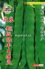供应改良超级绿丰王芸豆-菜豆种子