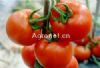 供应菲斯丽5817-番茄种子