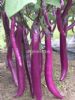 供应紫秋-茄子种子