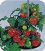 供应盆栽番茄（红）—番茄种子